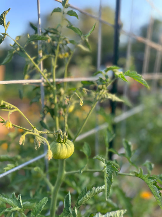 Filling Raised Beds