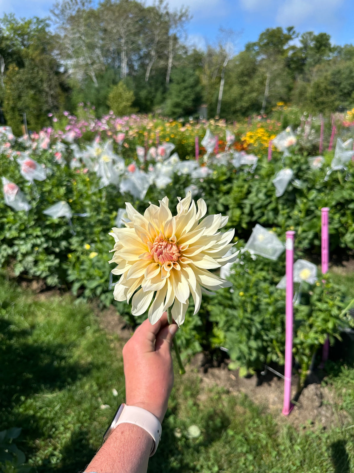 Cafe au Lait - Dahlia Tuber
