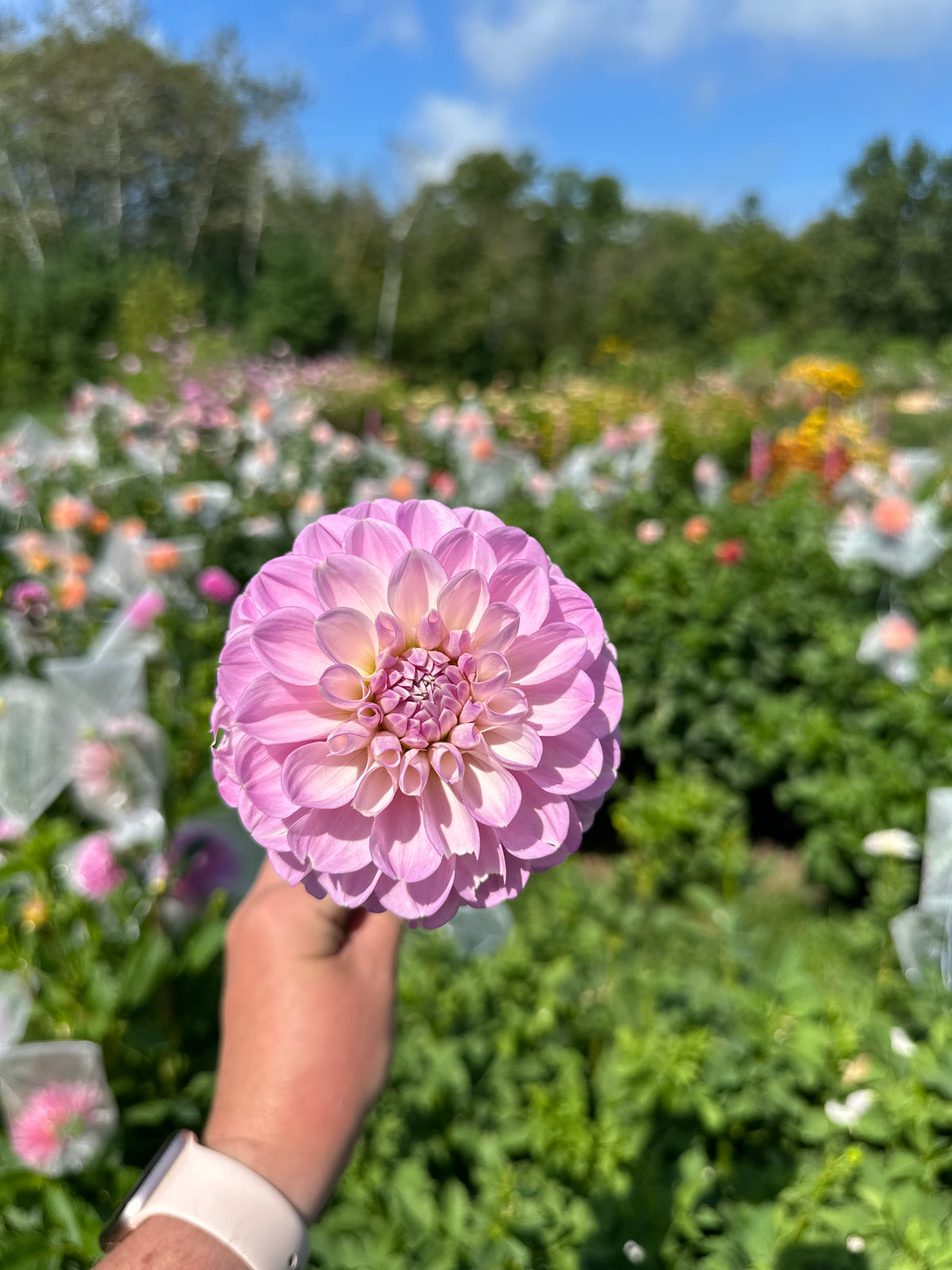 Marionberry Milkshake- Dahlia Tuber