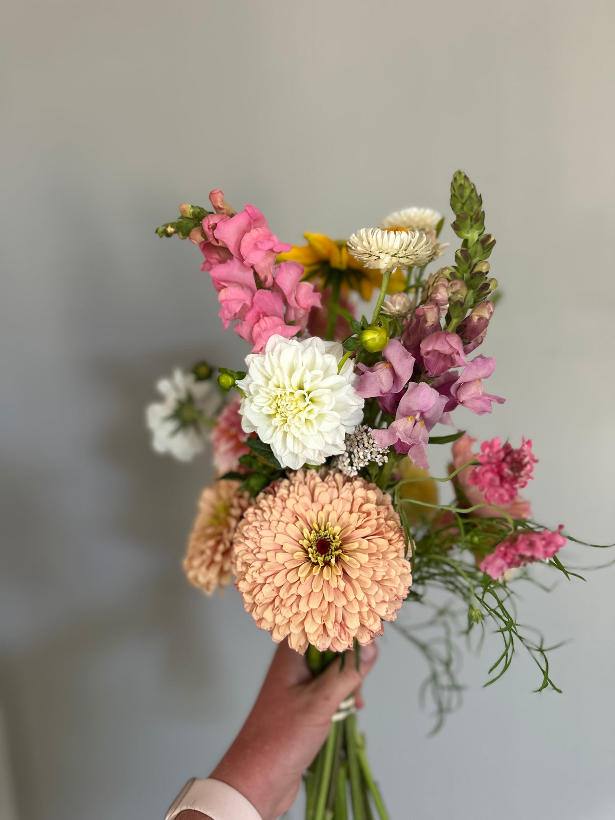 Orsett Beauty - Dahlia Tuber