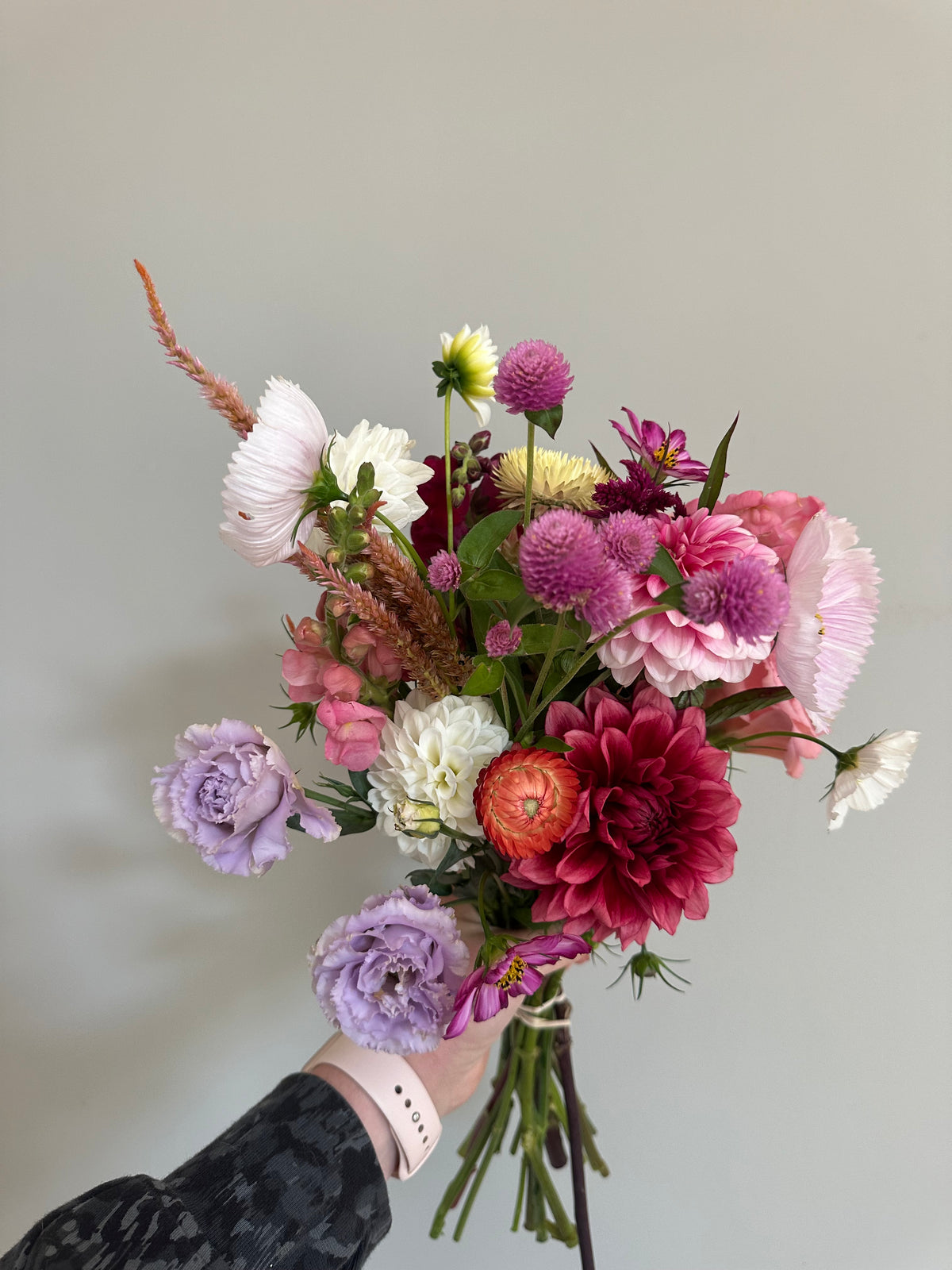 Bloomquist York- Dahlia Tubers