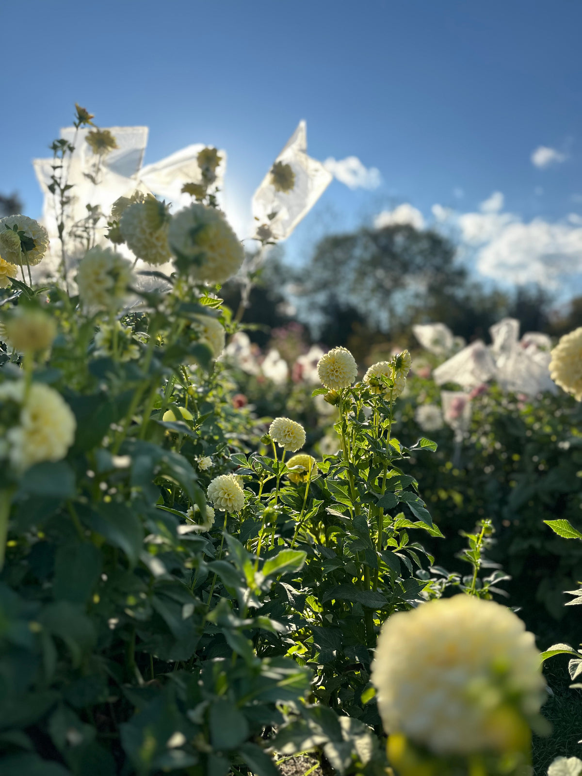 Creamy- Dahlia Tuber
