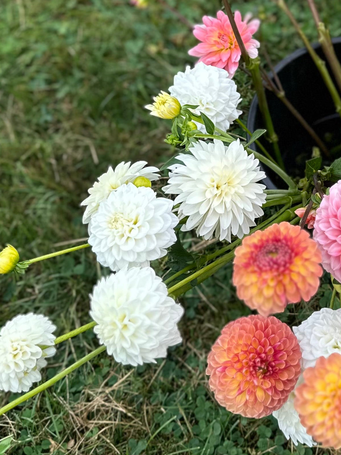 Ferncliff White- Dahlia Tuber