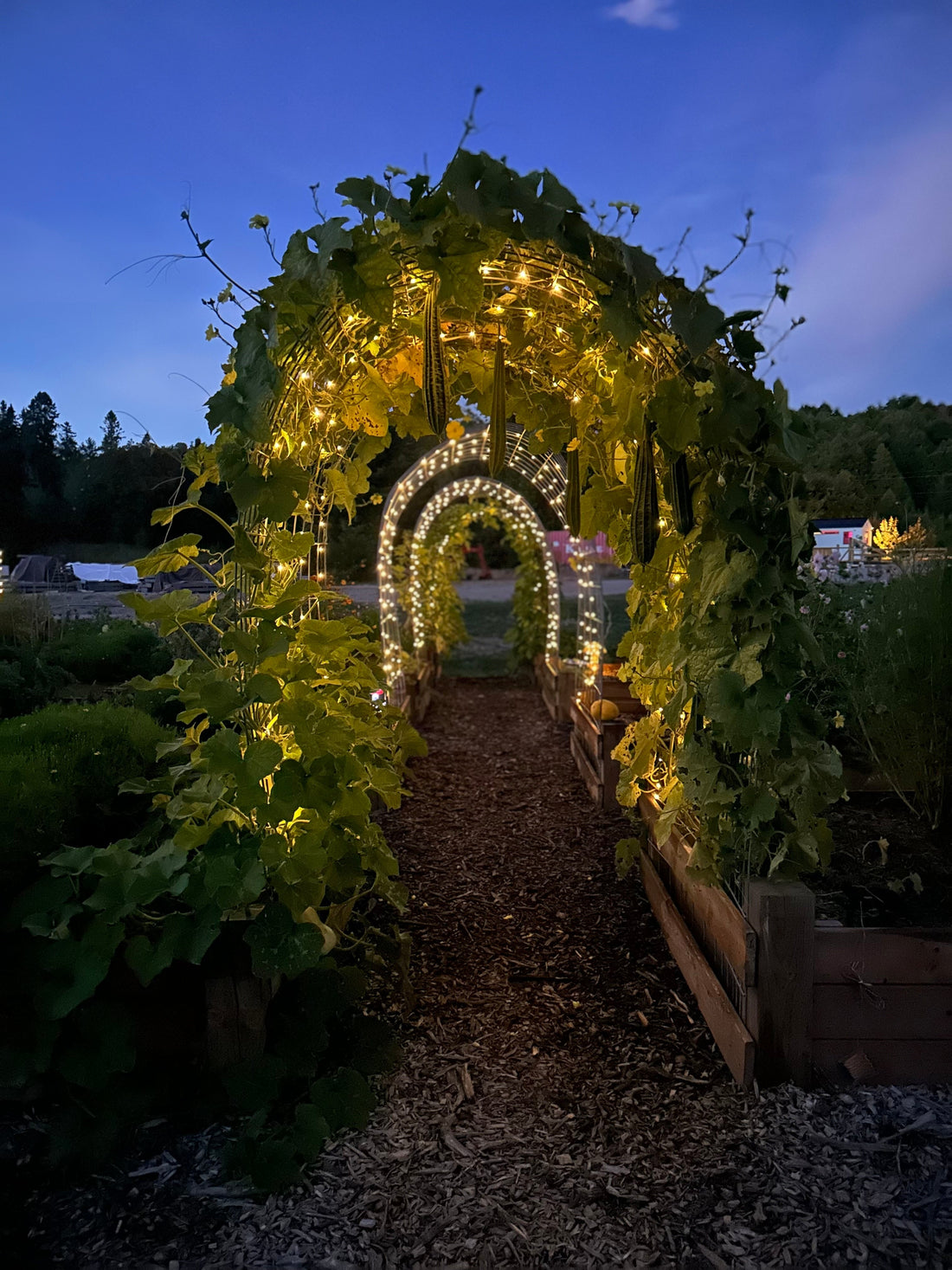 Garden Dreams 2026