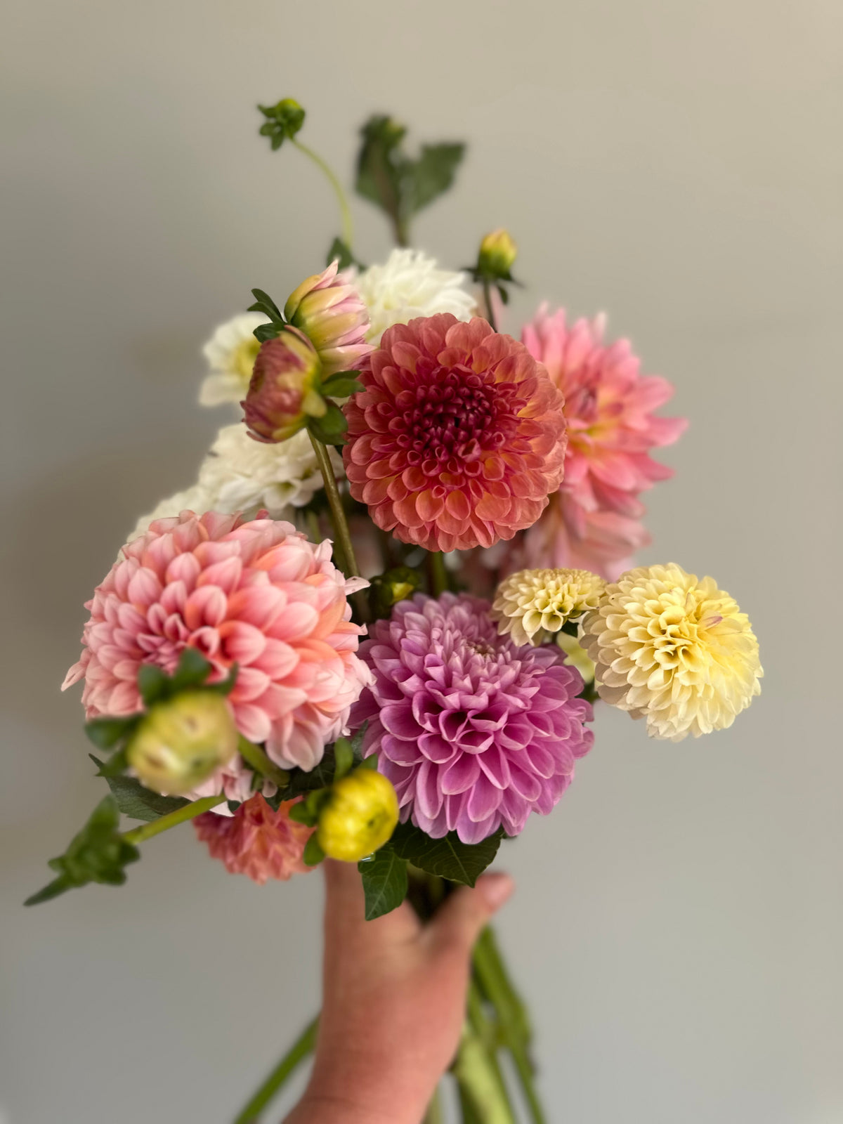Narrows Pam- Dahlia Tuber