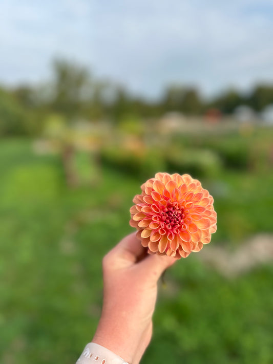 Cozytown Gale- Dahlia Tuber