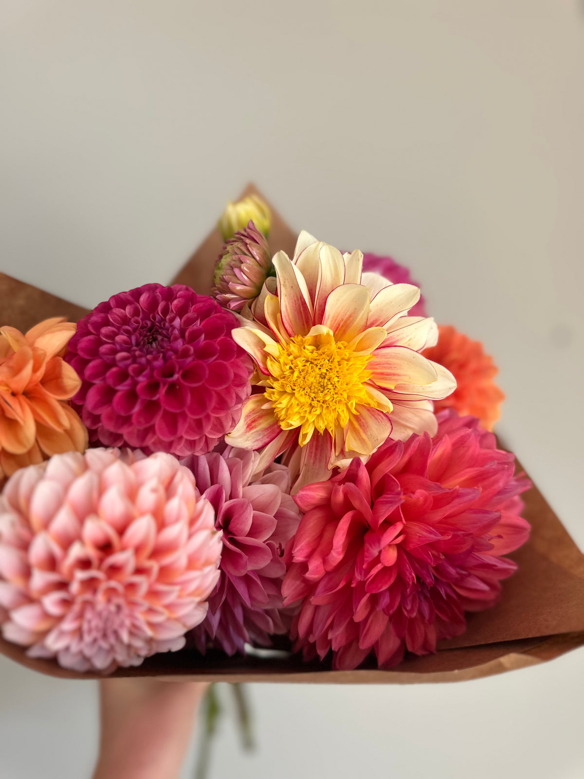 Polka- Dahlia Tuber