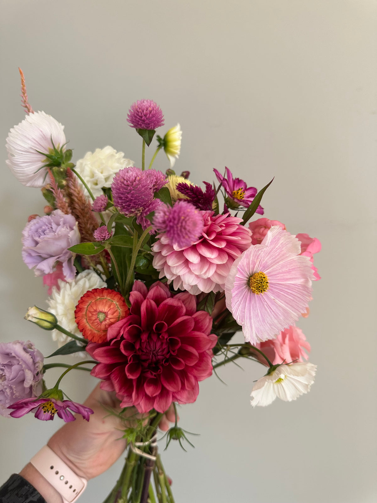Bloomquist York- Dahlia Tubers