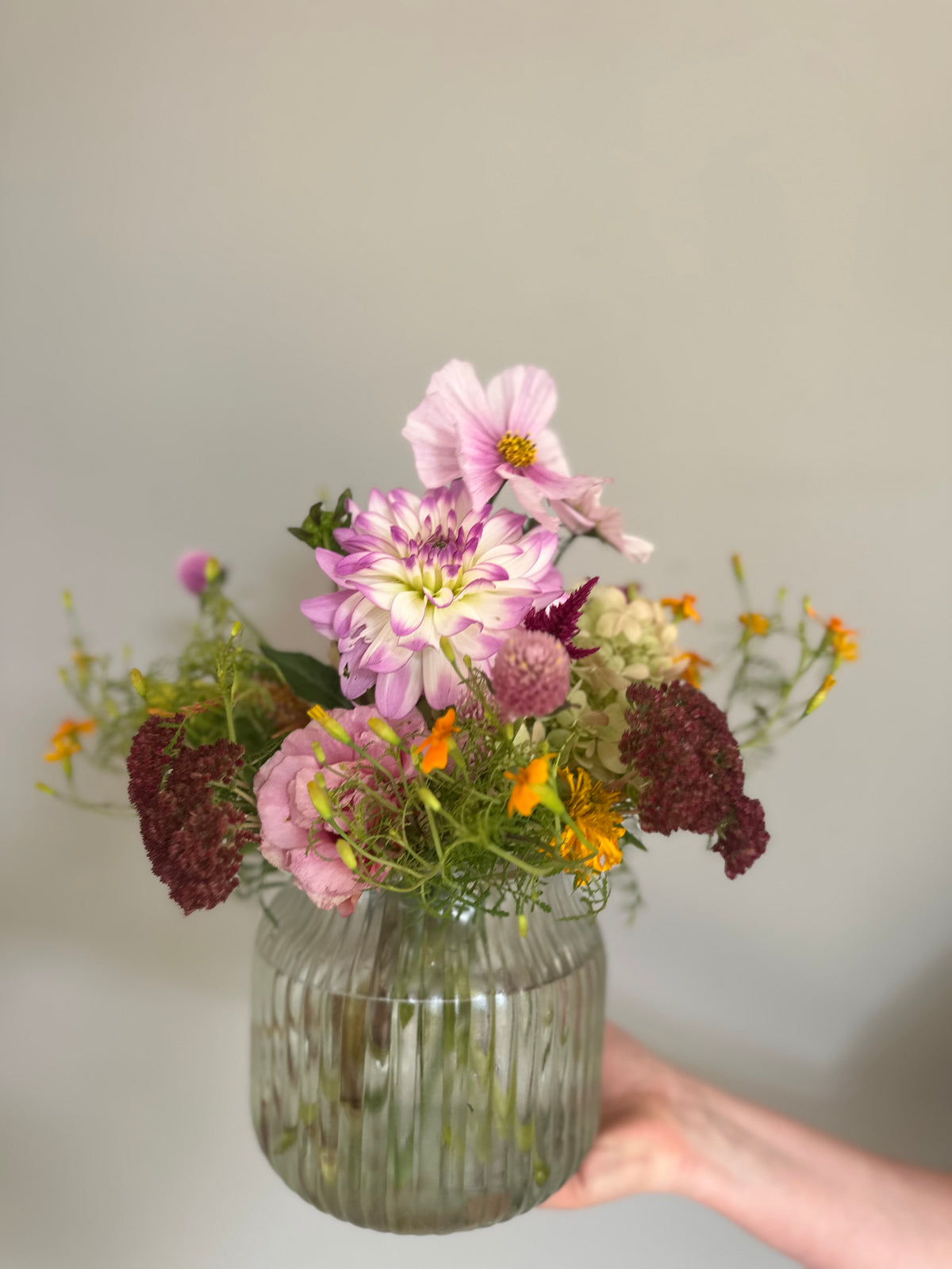Miranda Mikayla- Dahlia Tuber