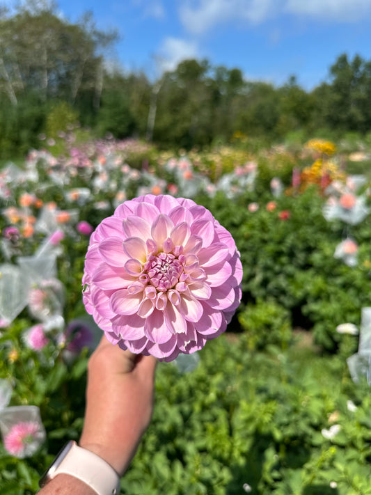 Marionberry Milkshake- Dahlia Tuber