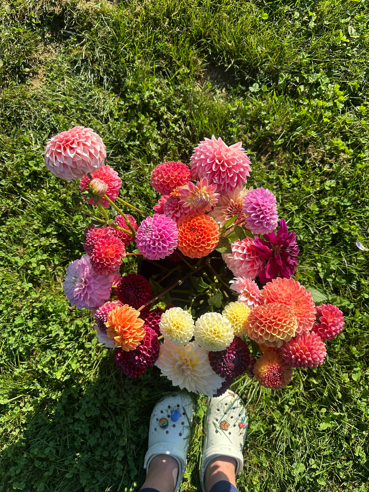Narrows Pam- Dahlia Tuber