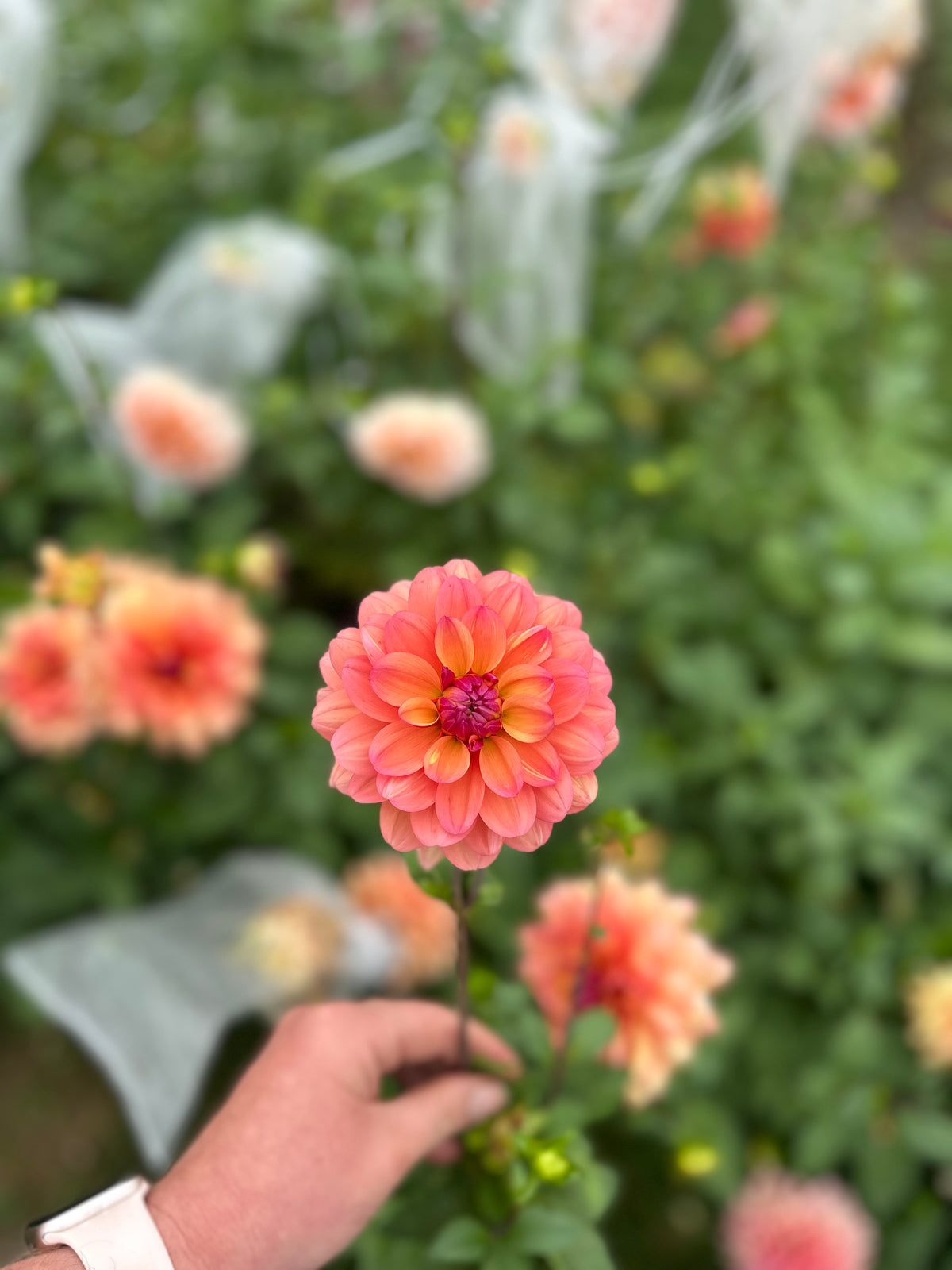 Great silence- Dahlia Tuber