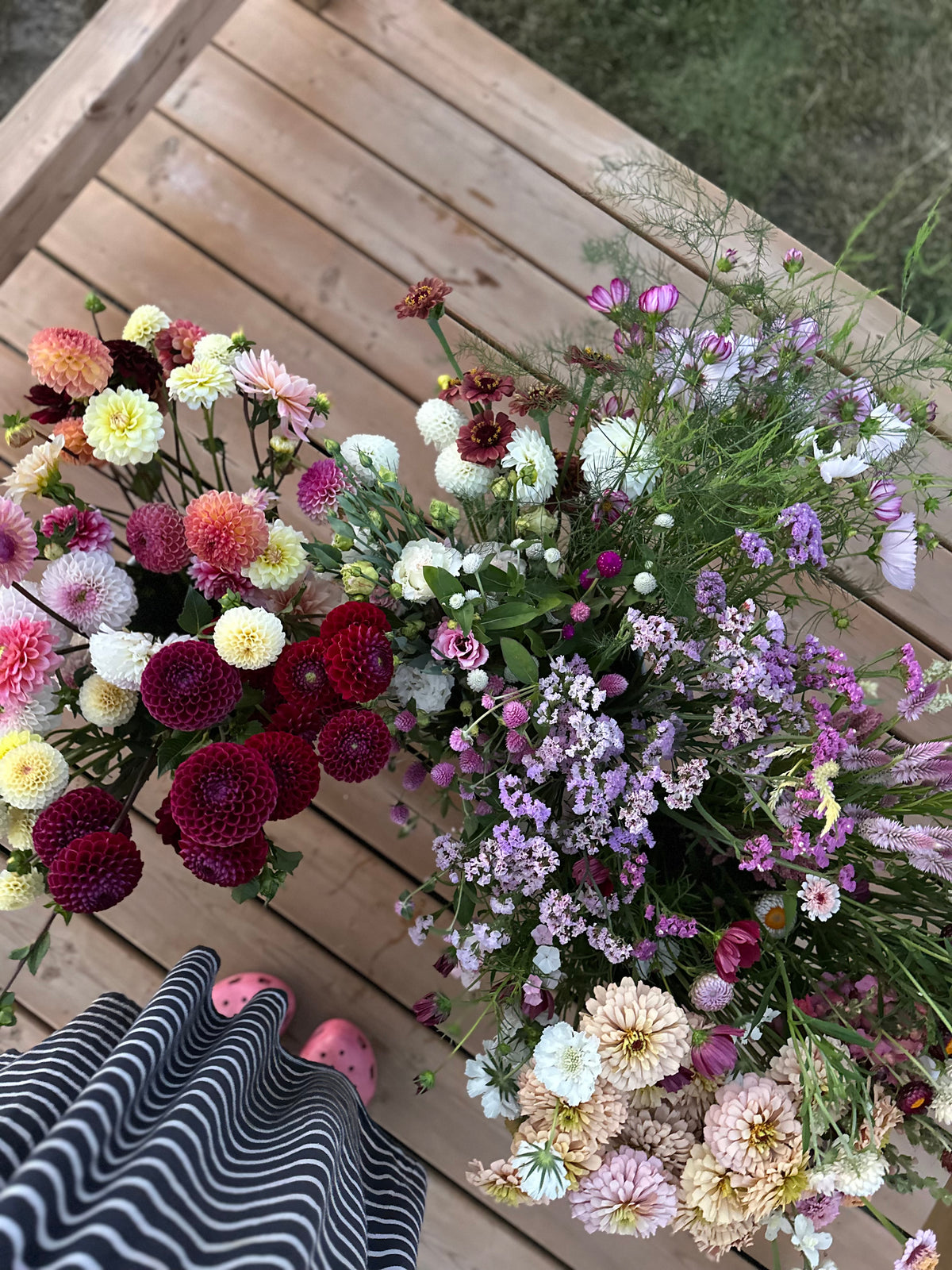 Ivanette- Dahlia Tuber