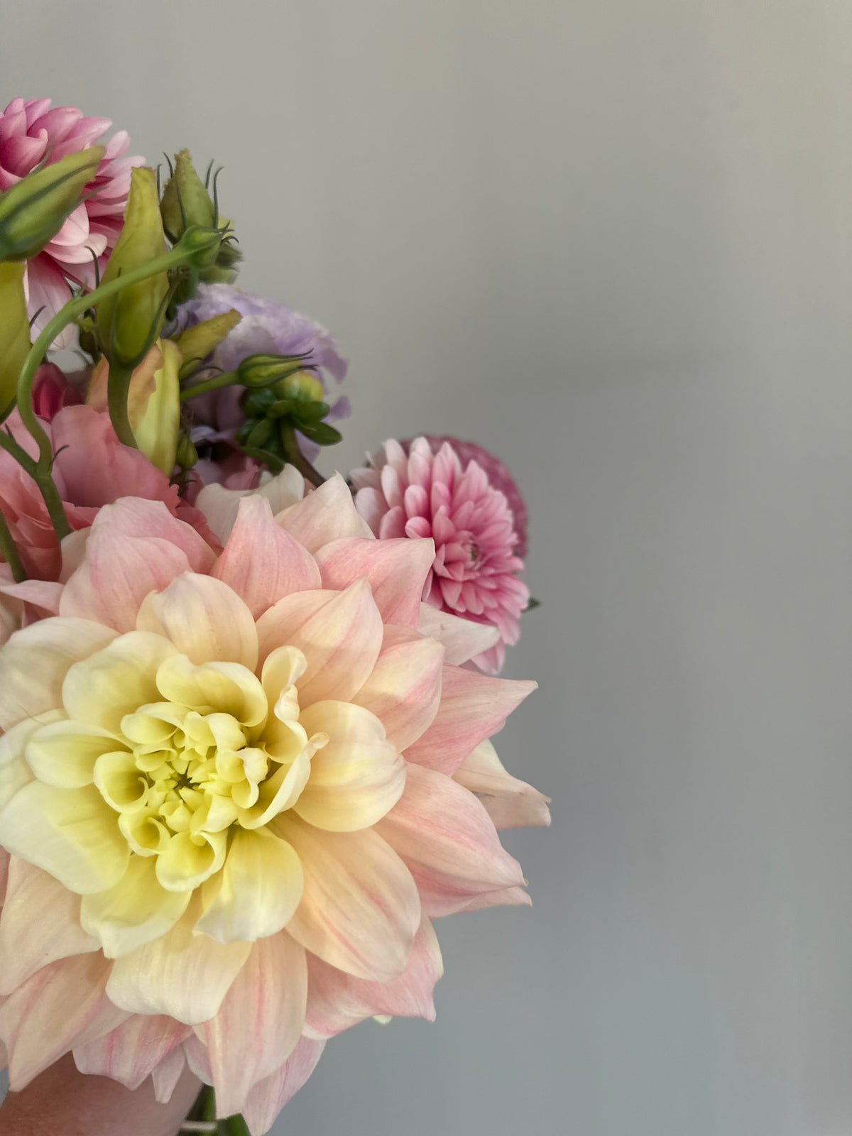 Breakout- Dahlia Tuber