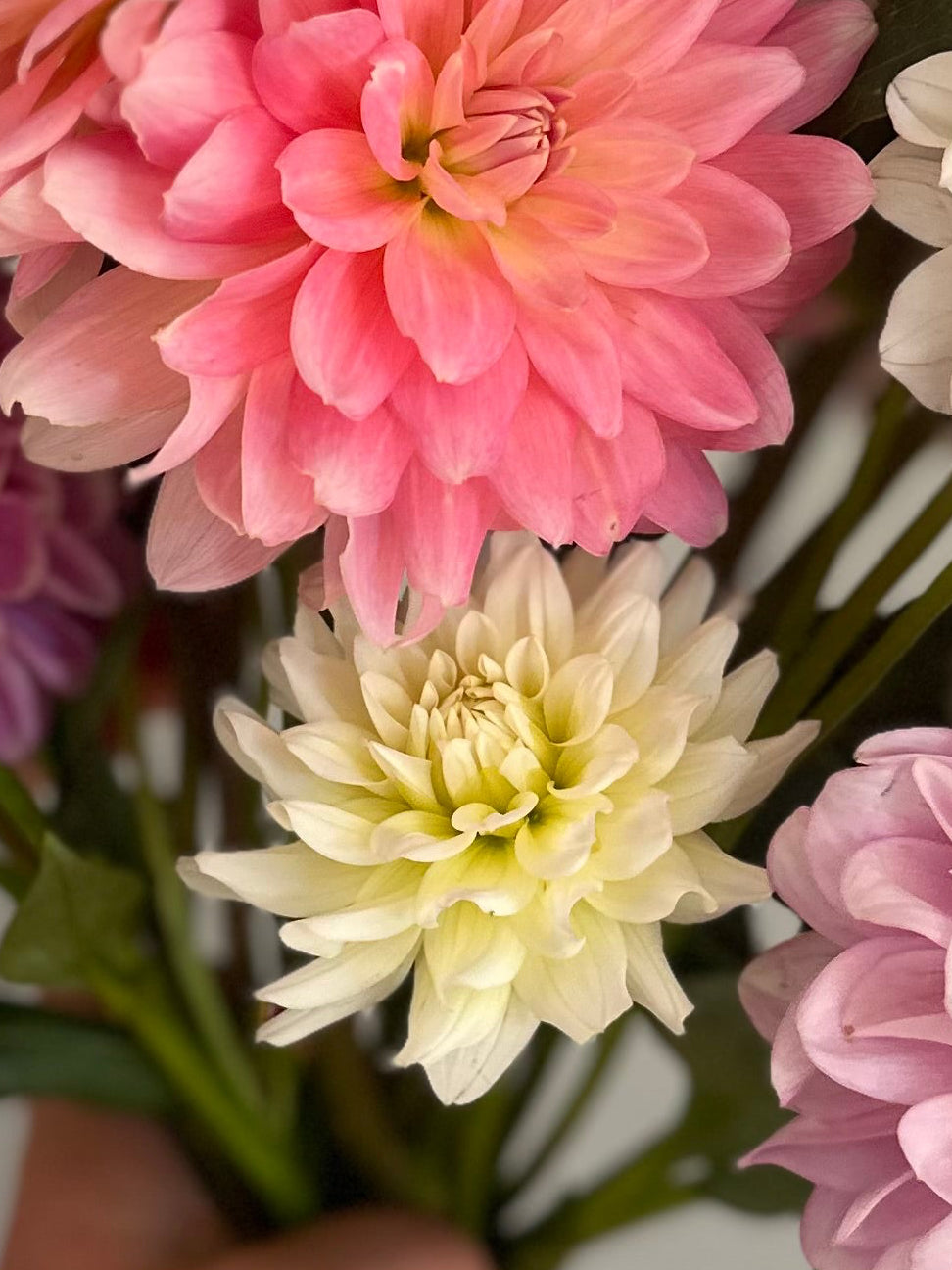 Moon Struck- Dahlia Tuber