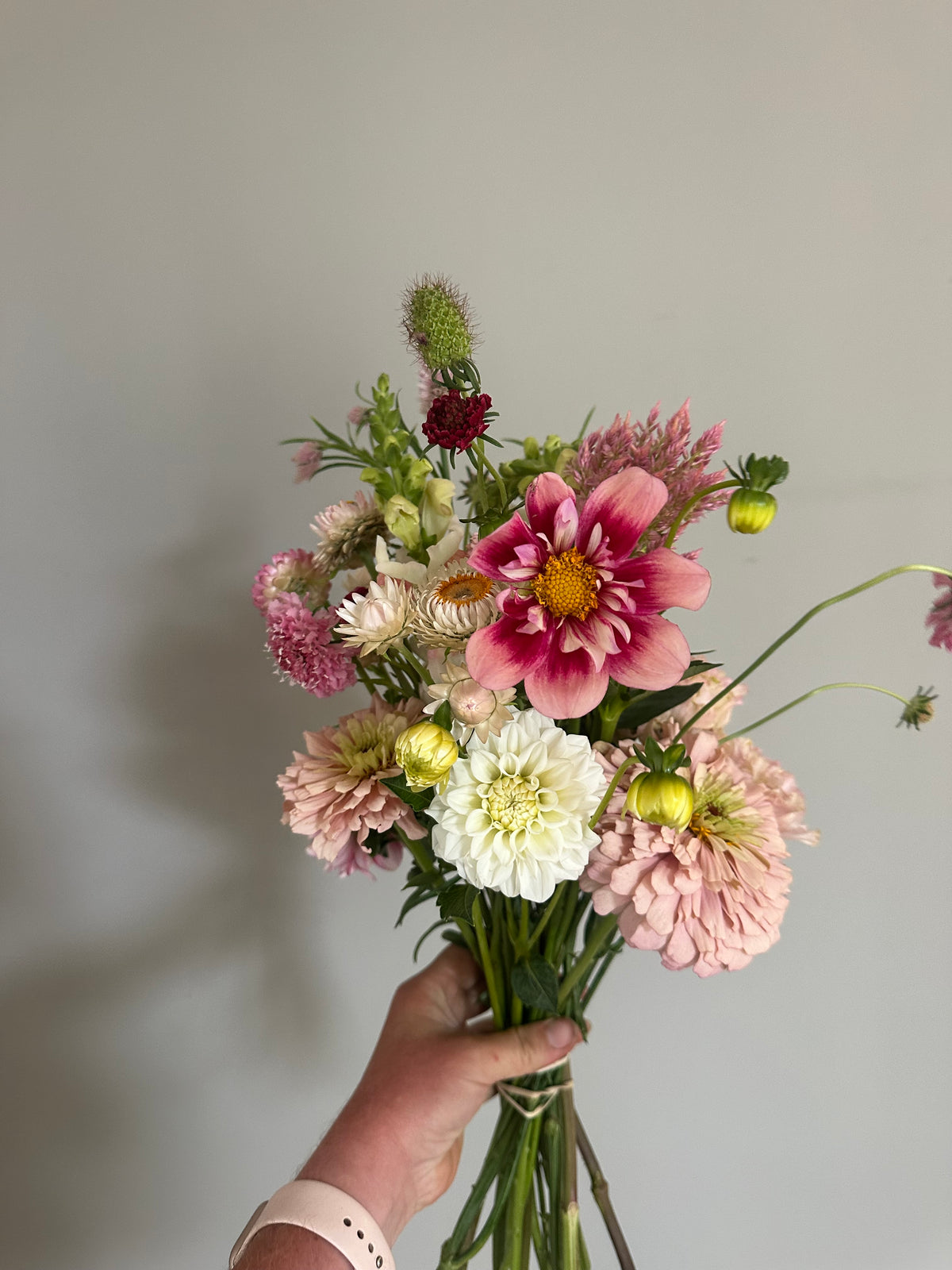 Orsett Beauty - Dahlia Tuber