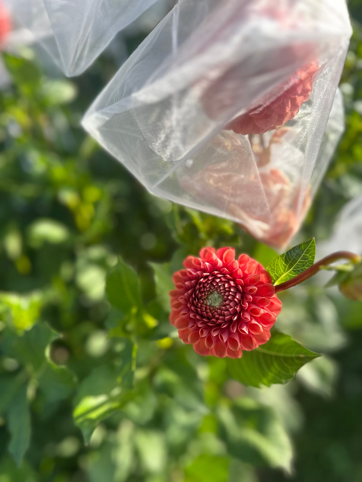 Cornel Bronze- Dahlia tuber