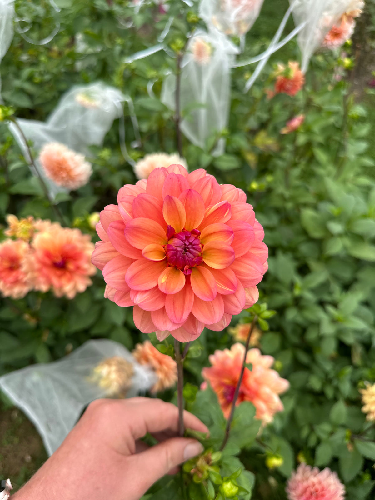 Great silence- Dahlia Tuber