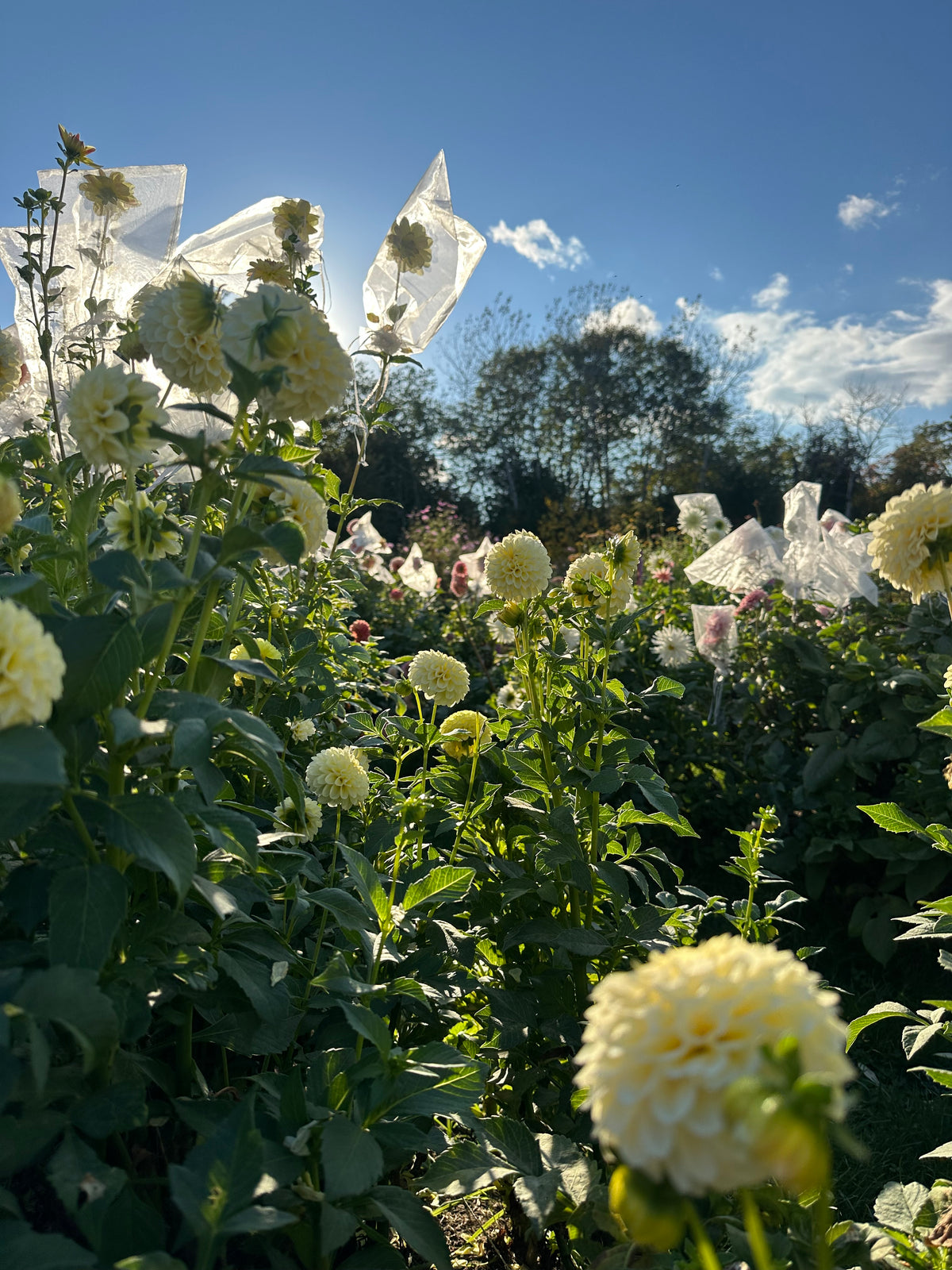 Creamy- Dahlia Tuber