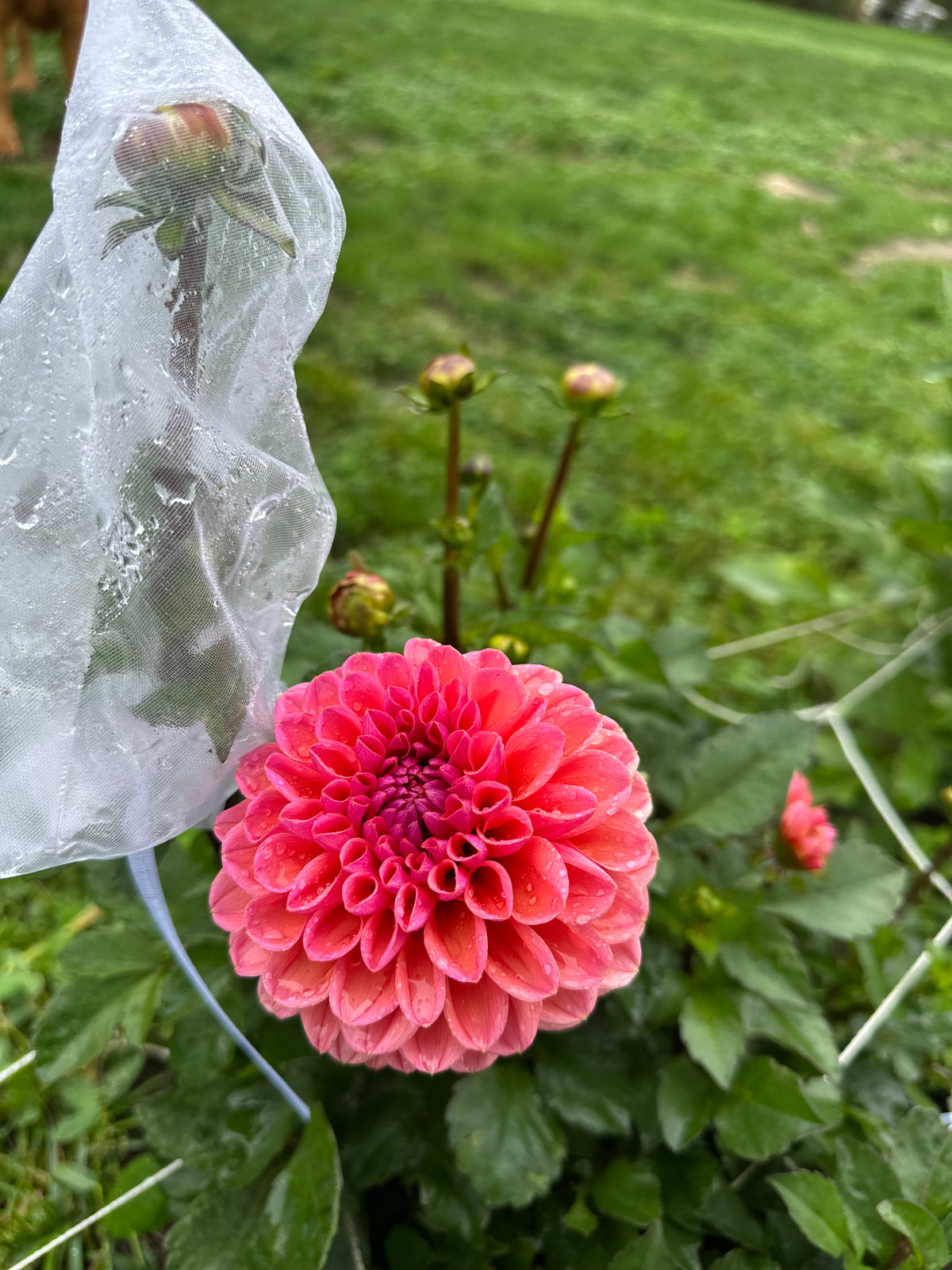 Daisy Duke- Dahlia tuber