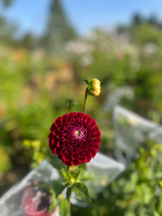 Ivanette- Dahlia Tuber