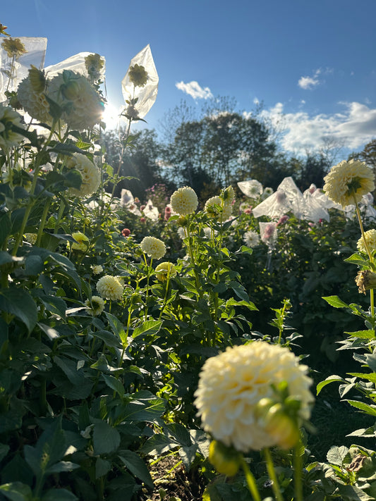 Creamy- Dahlia Tuber