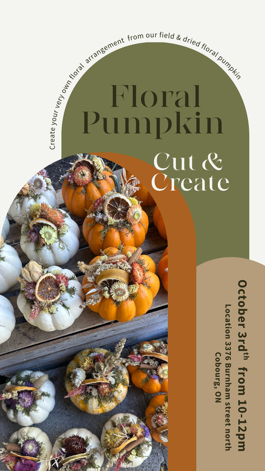 Cut & Create + Dried Floral pumpkin- October