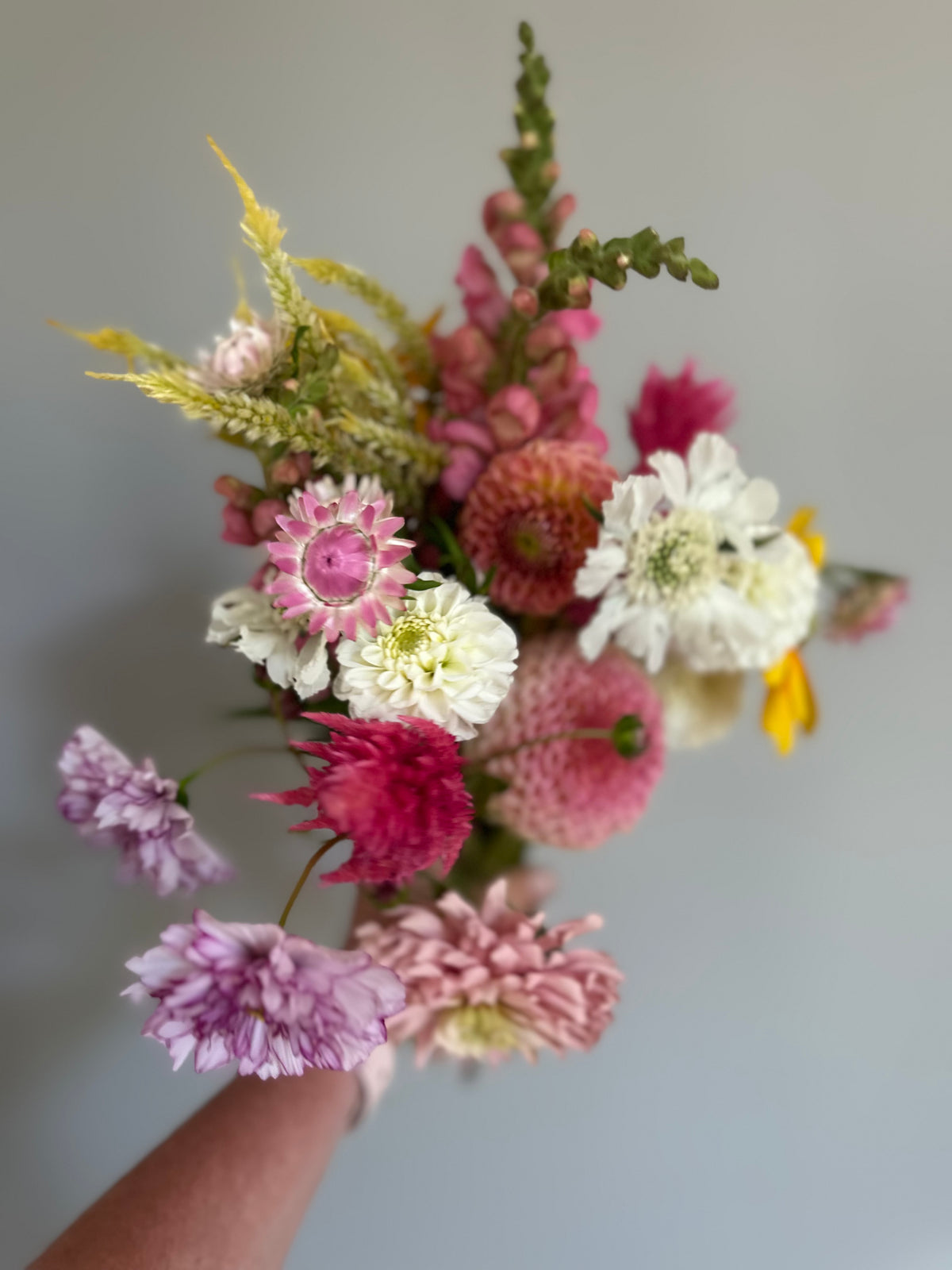 Orsett Beauty - Dahlia Tuber