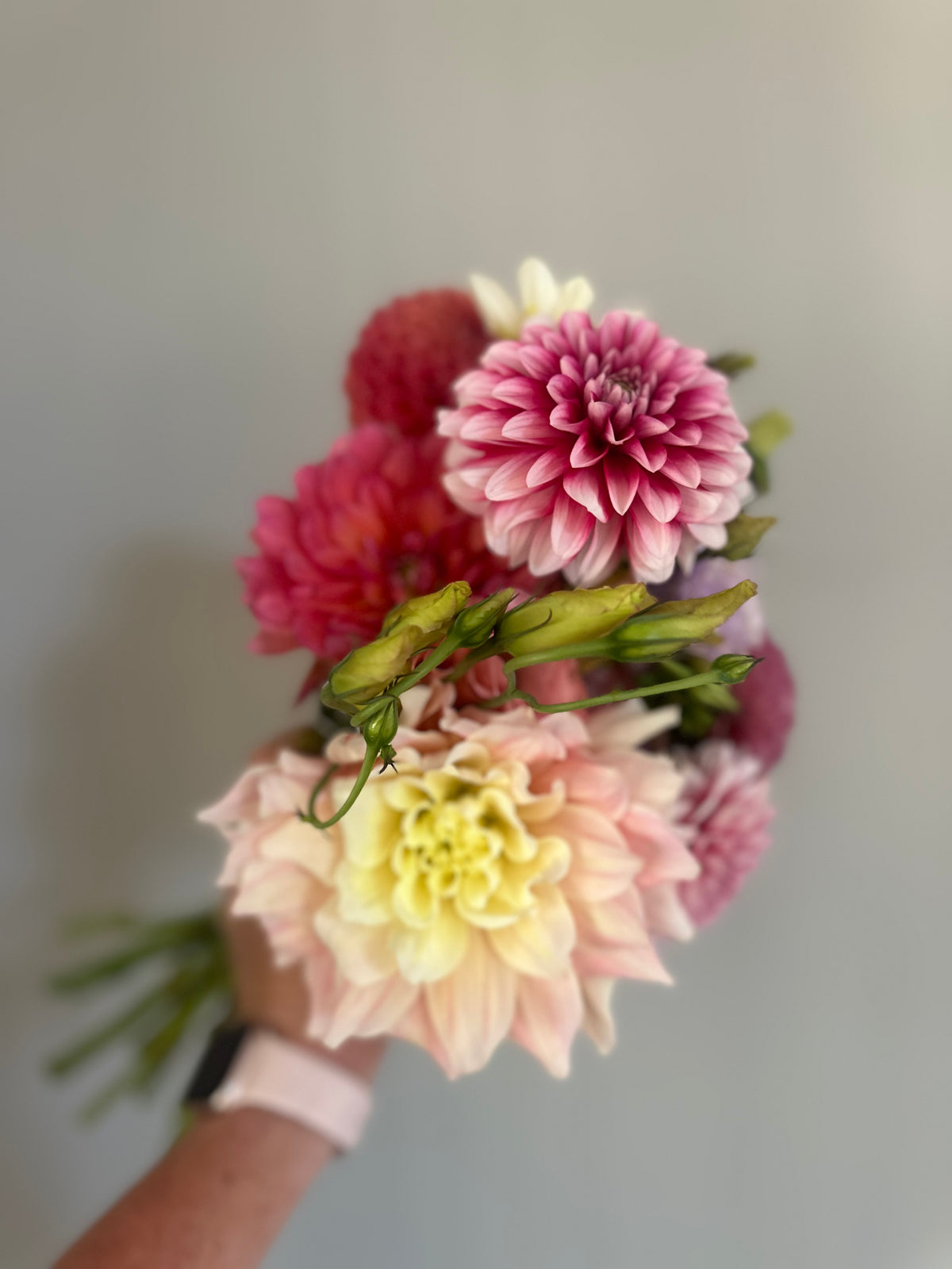 Breakout- Dahlia Tuber
