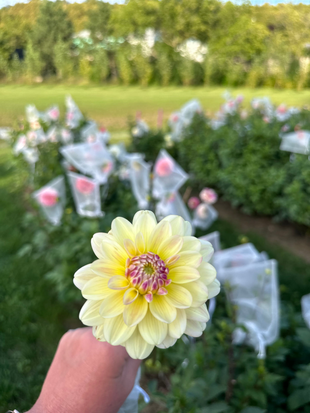 Mission pixie- Dalia Tuber