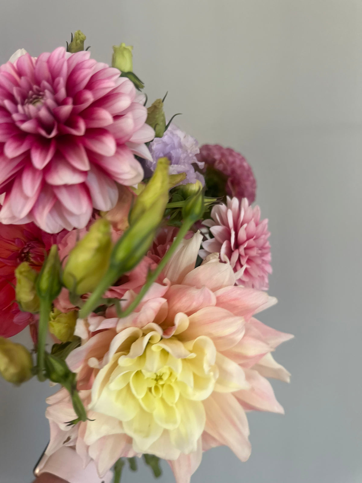 Breakout- Dahlia Tuber