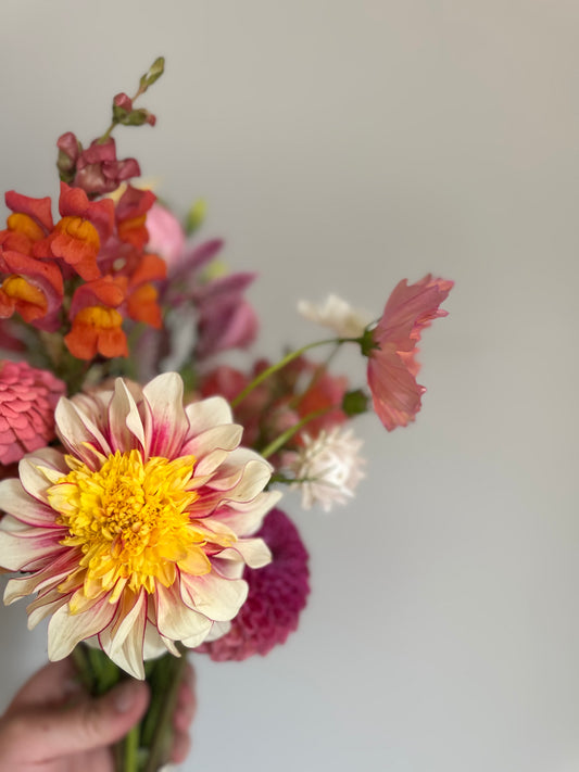 Polka- Dahlia Tuber