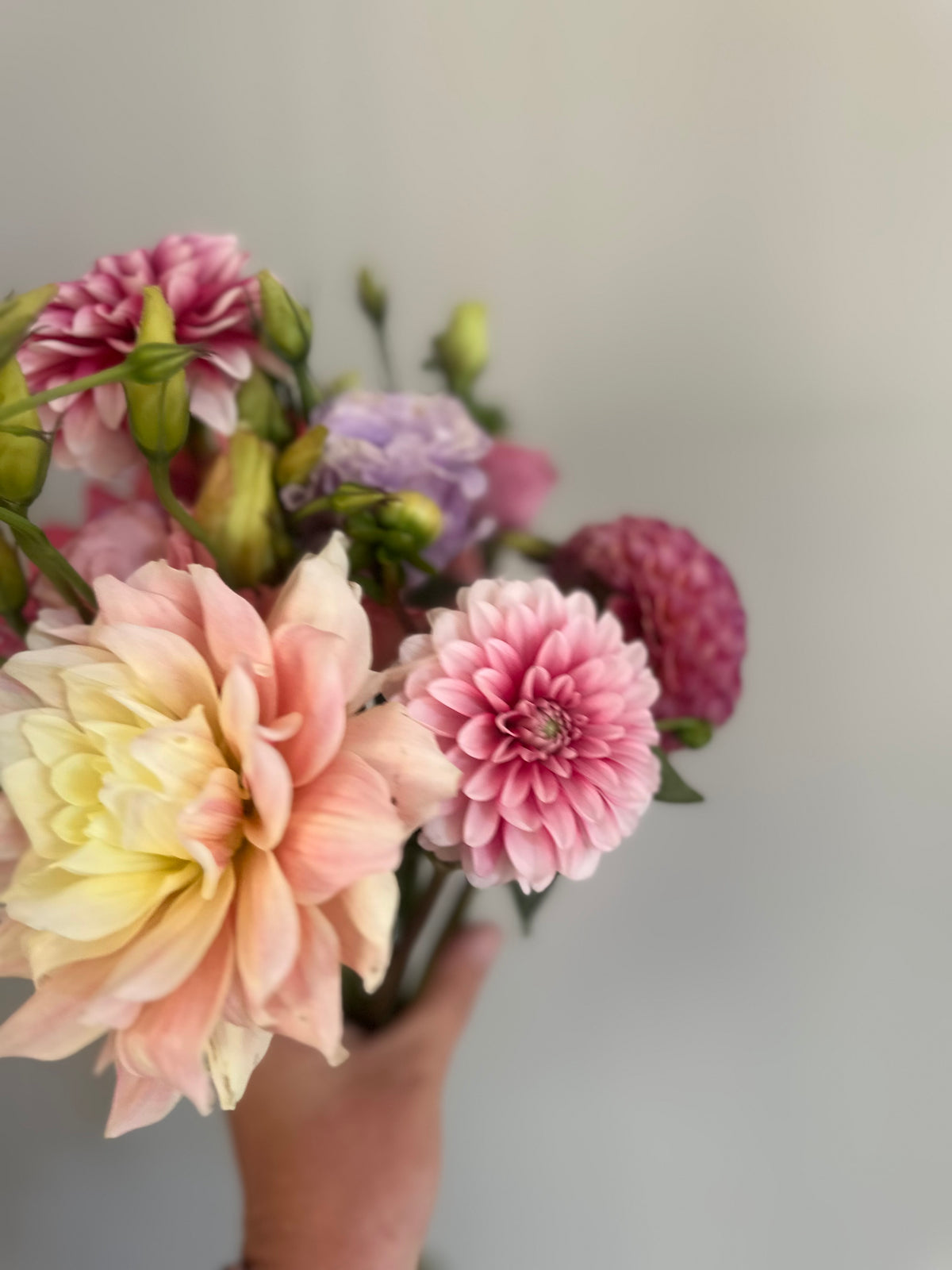 Breakout- Dahlia Tuber