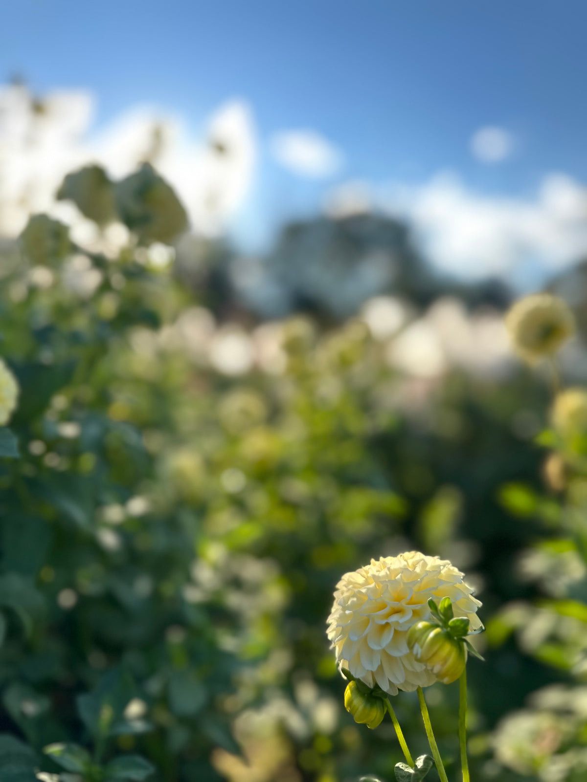 Creamy- Dahlia Tuber