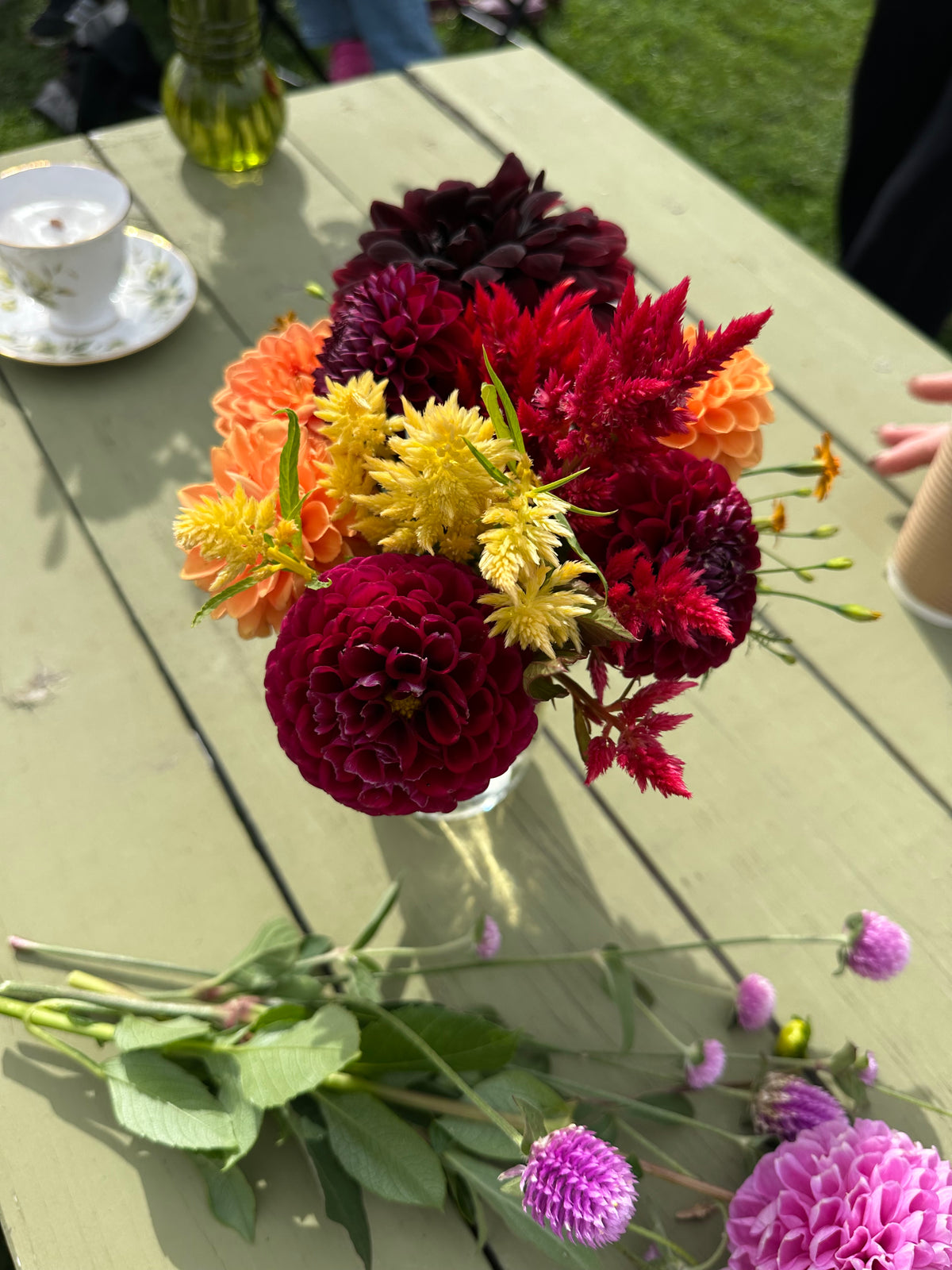 Ivanette- Dahlia Tuber