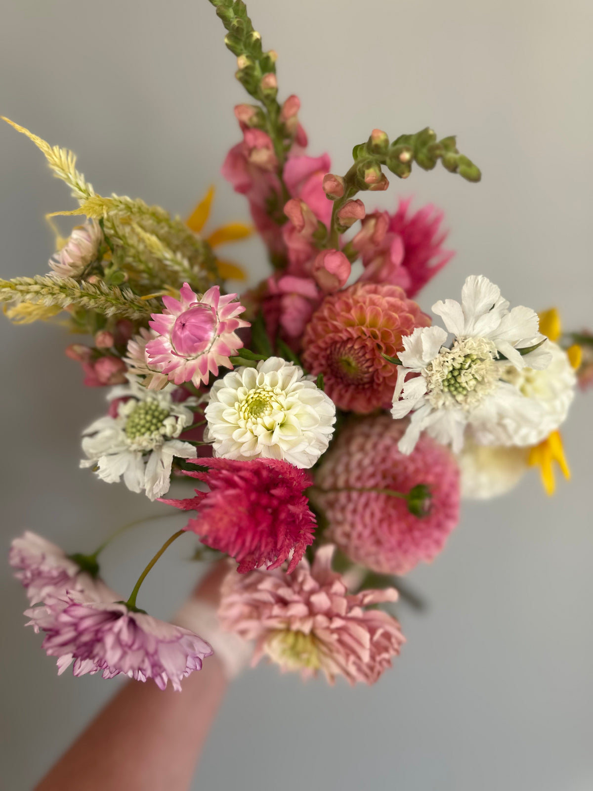 Orsett Beauty - Dahlia Tuber