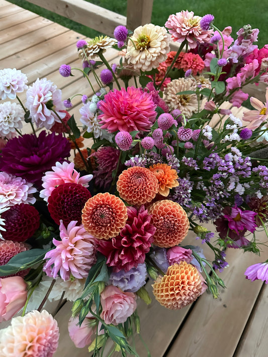 Cornel Bronze- Dahlia tuber