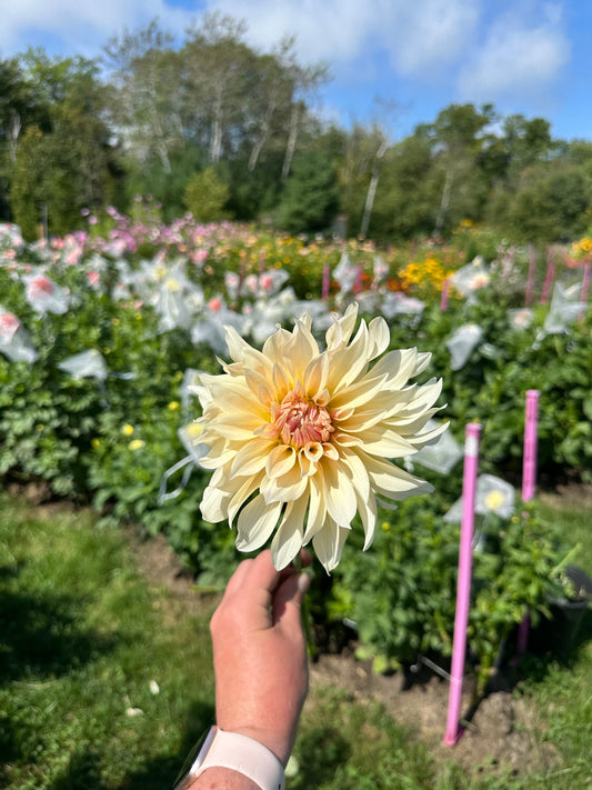 Cafe au Lait - Dahlia Tuber