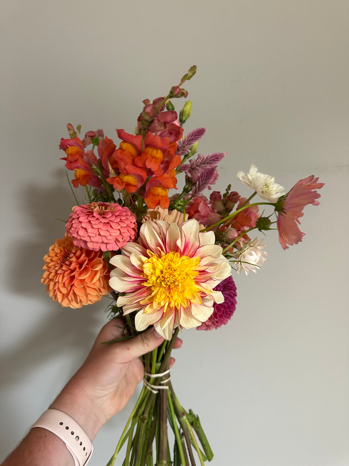 Polka- Dahlia Tuber