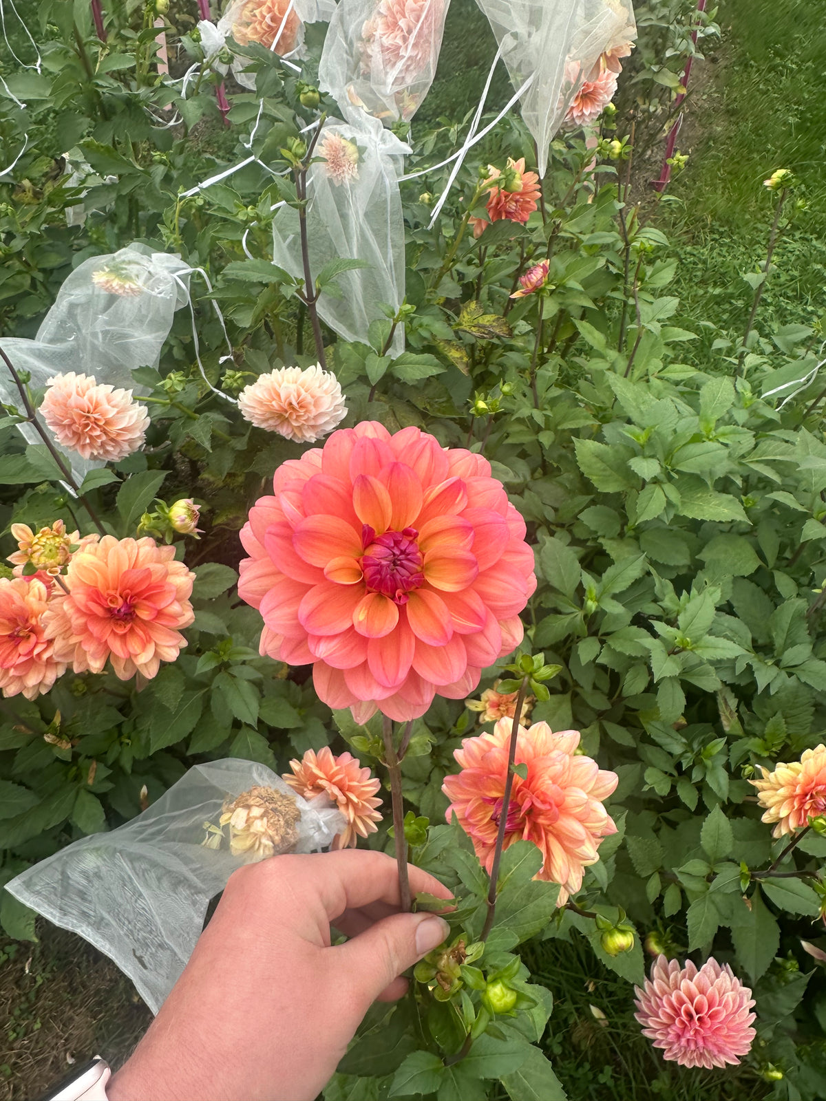 Great silence- Dahlia Tuber