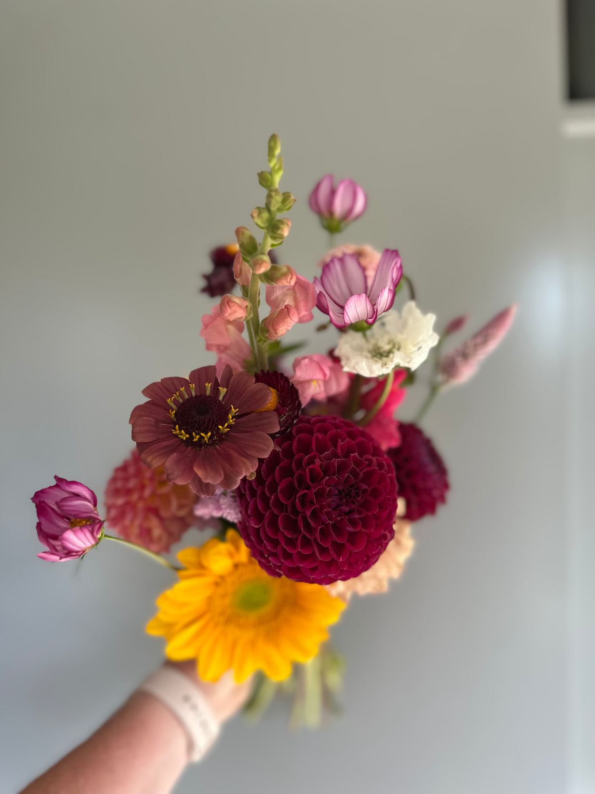 Ivanette- Dahlia Tuber