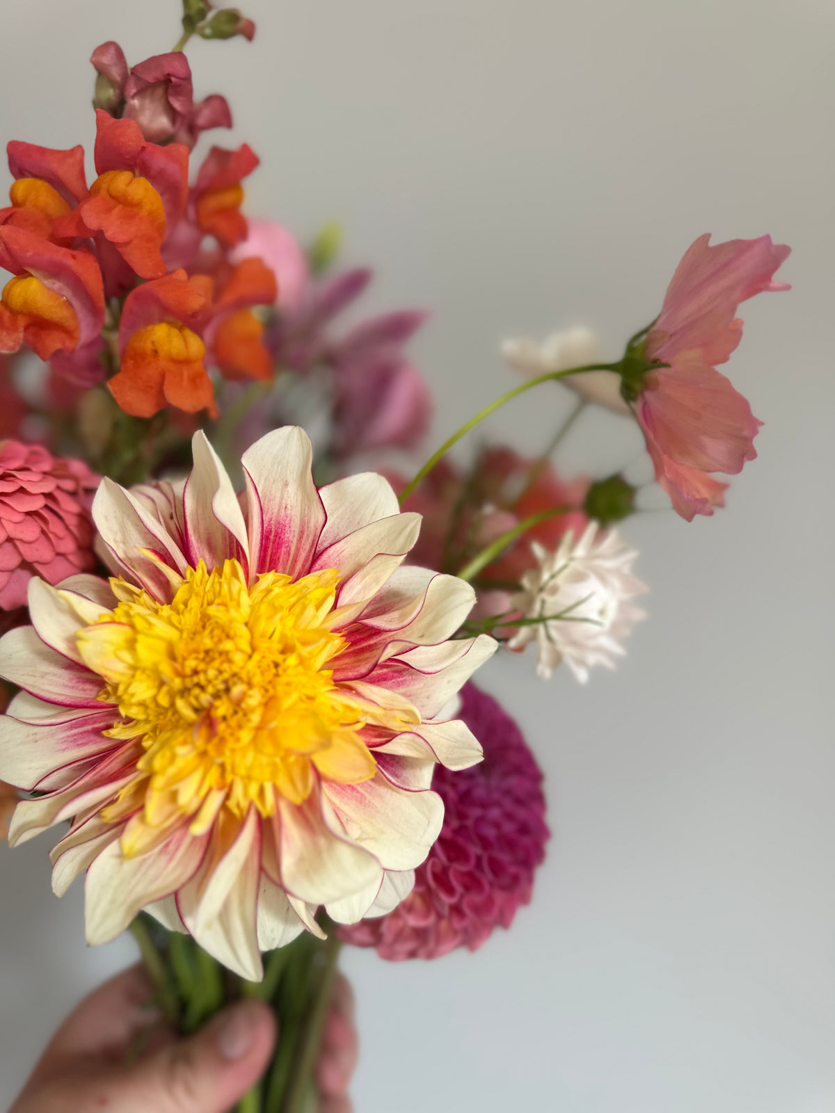 Polka- Dahlia Tuber