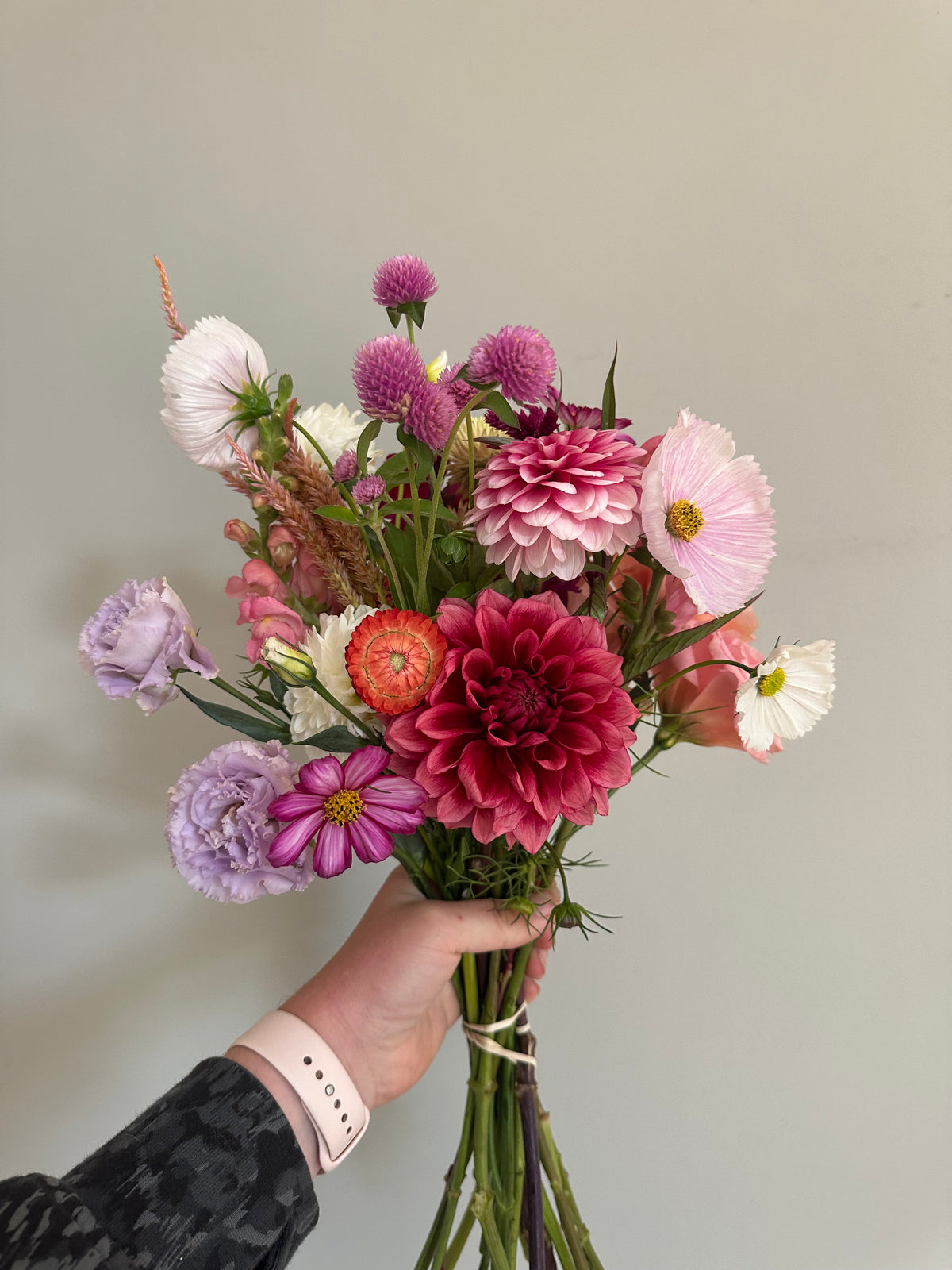 Bloomquist York- Dahlia Tubers