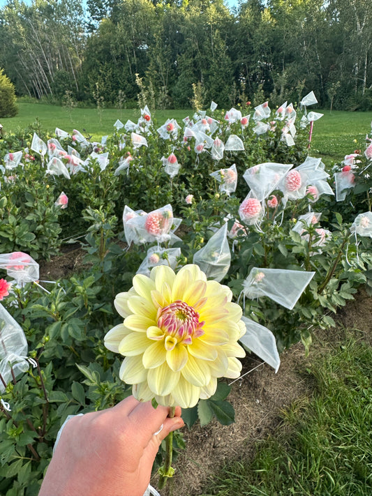 Mission pixie- Dalia Tuber