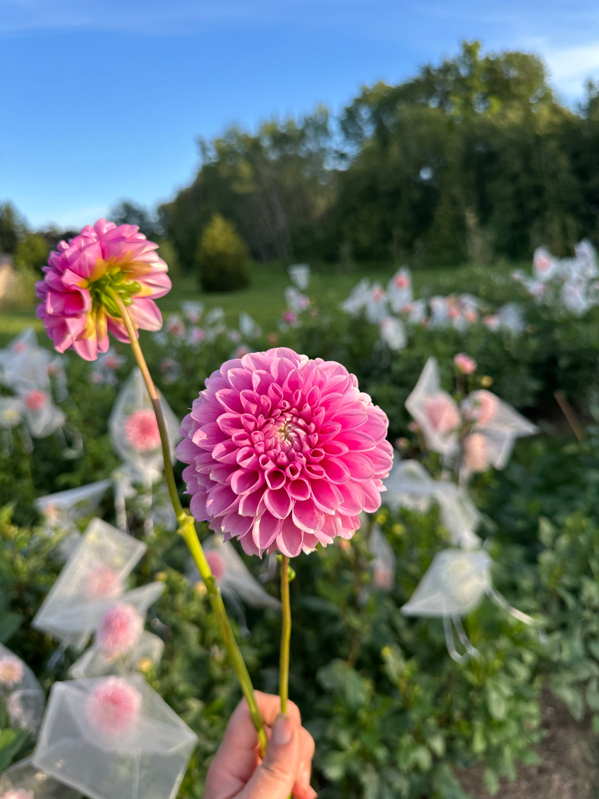 Narrows Pam- Dahlia Tuber
