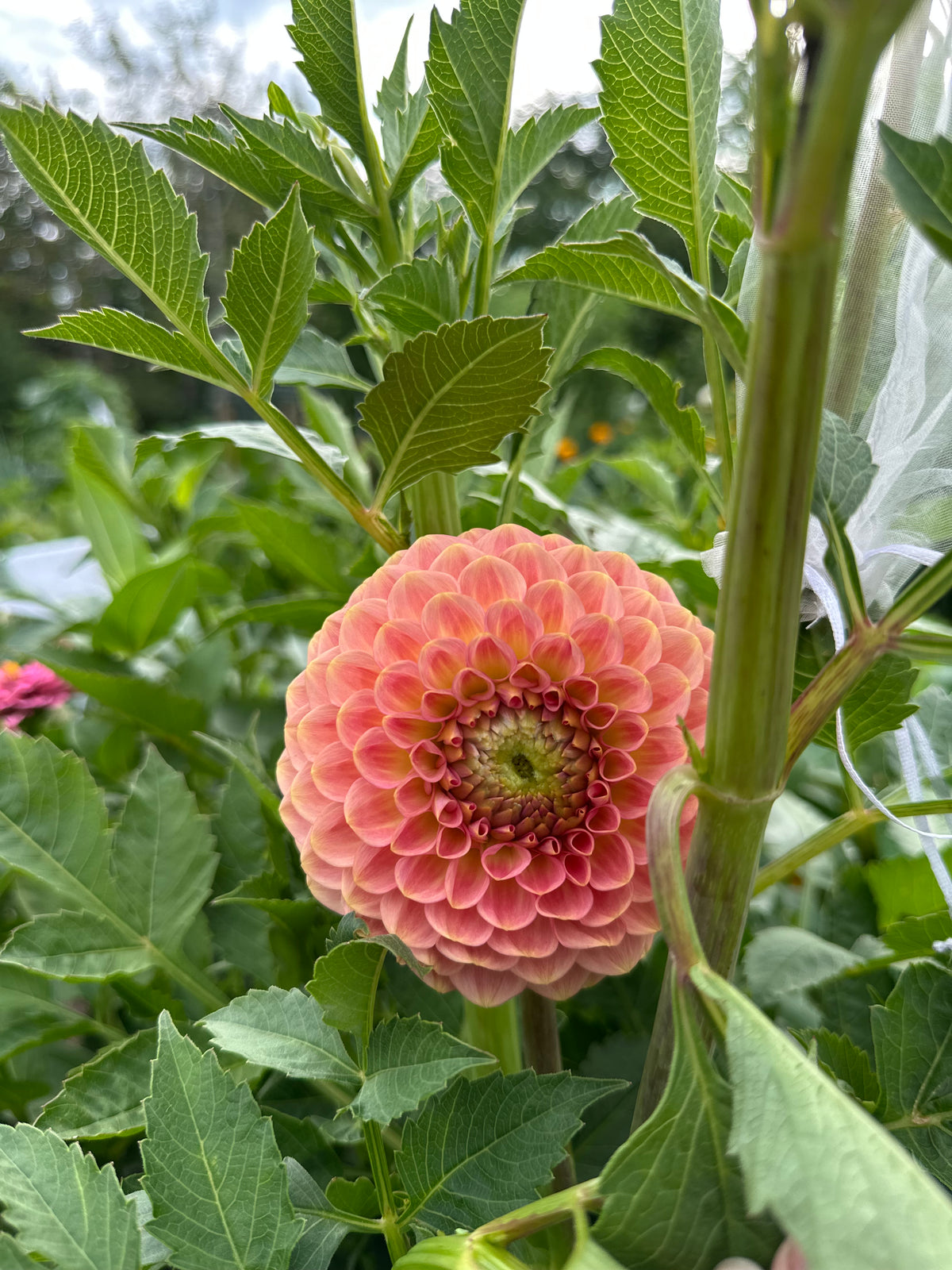 20th Ave Softer Peach- Dahlia Tuber