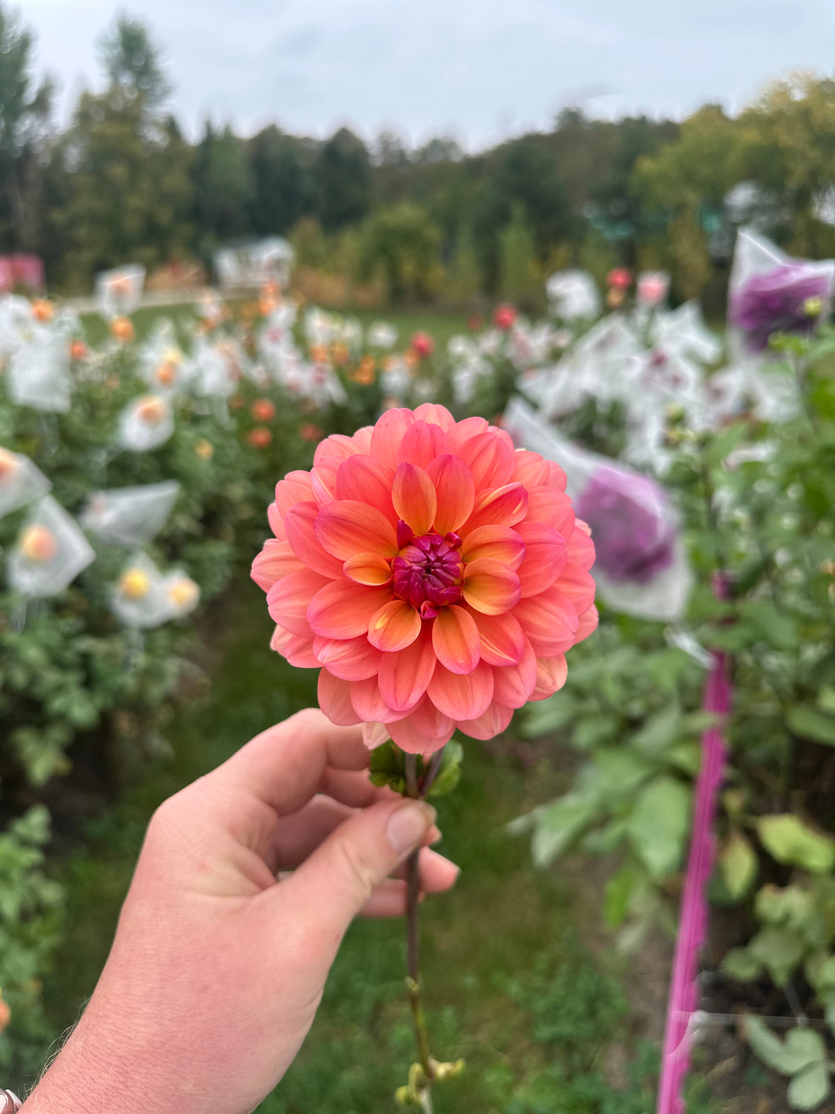 Great silence- Dahlia Tuber