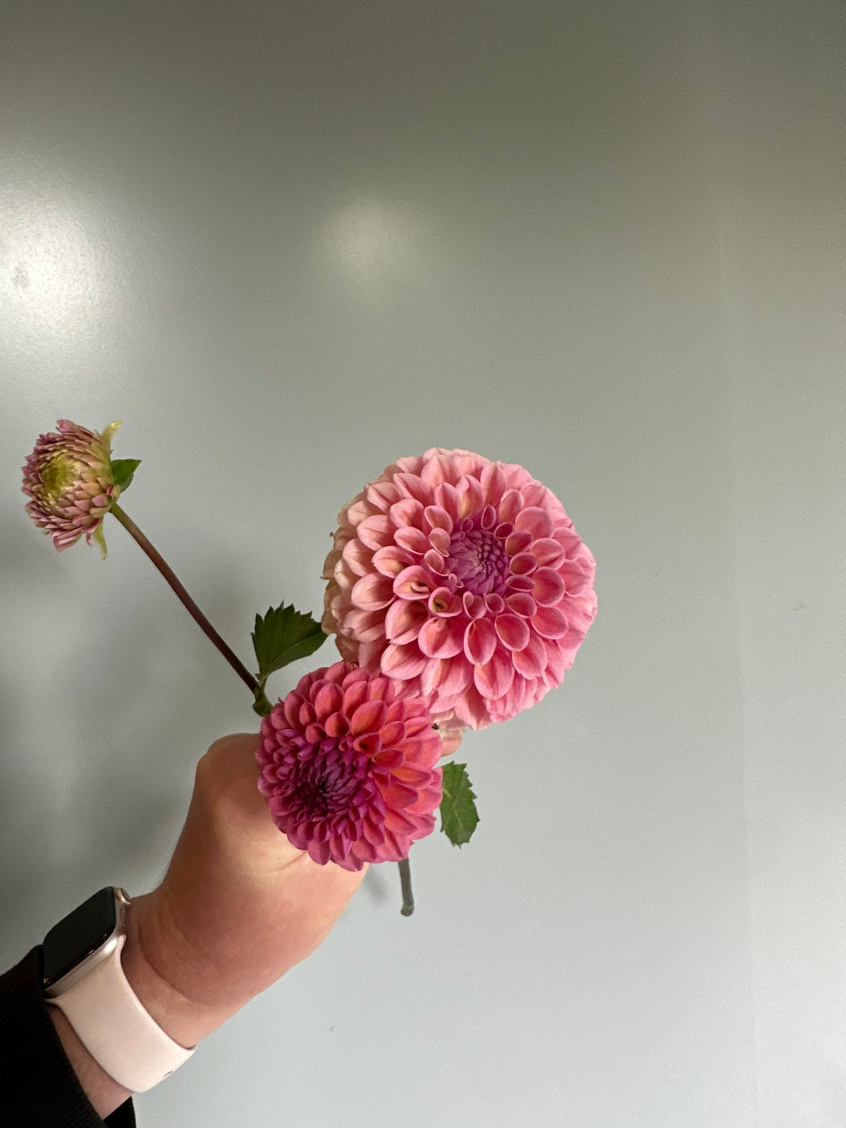 Bracken Rose- Dahlia Tuber