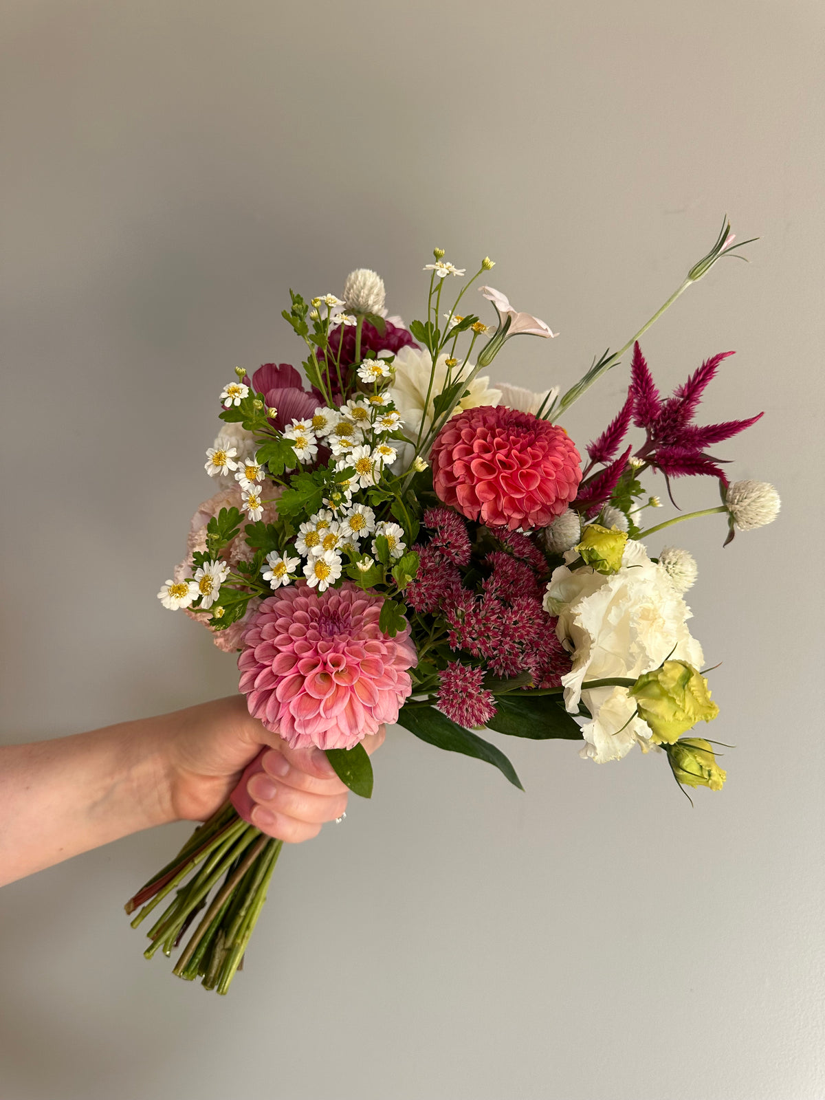 Bracken Rose- Dahlia Tuber