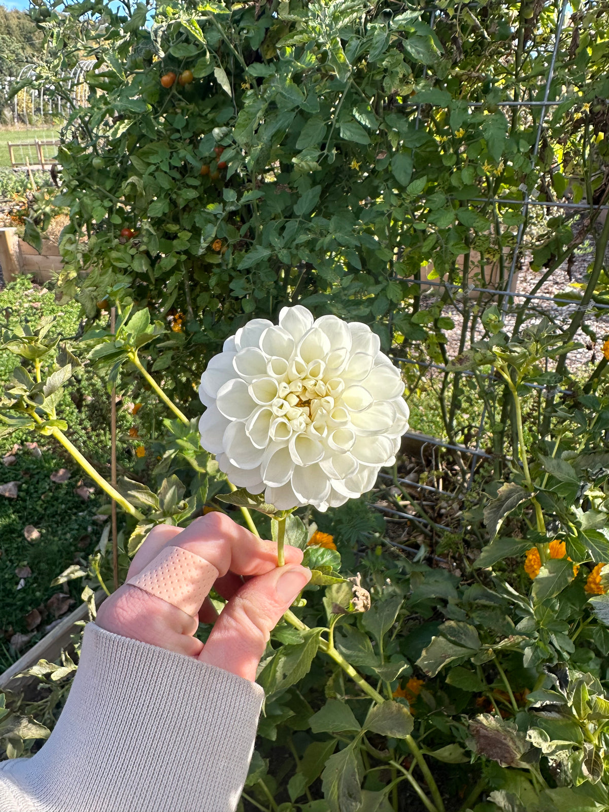 Orsett Beauty- Dahlia Tuber